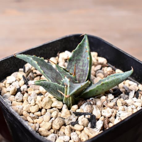 アガベ ハイブリット "邪霊" (特白肌怒雷神×血妖) 【台湾botanical_seeker産】A RF25011744