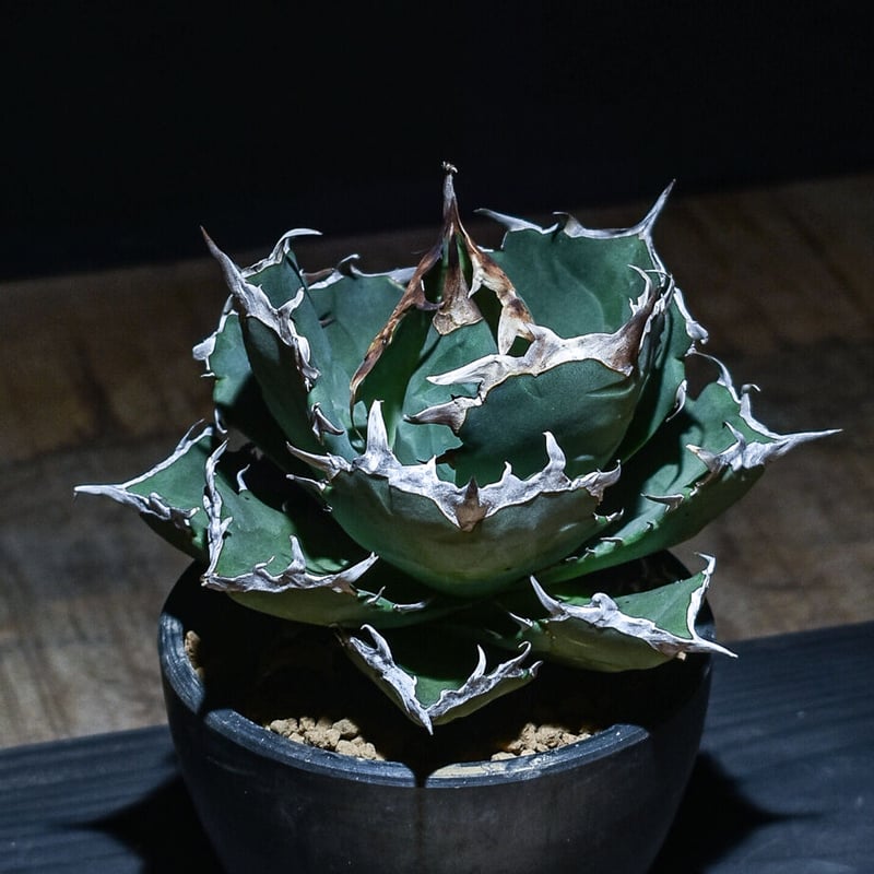 Agave 螃蟹 アガベ カニ 発根済み