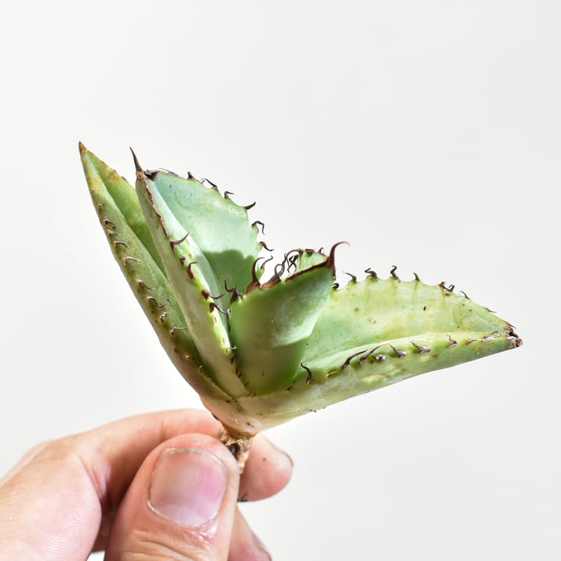 アガベ チタノタ 歐若拉 / 