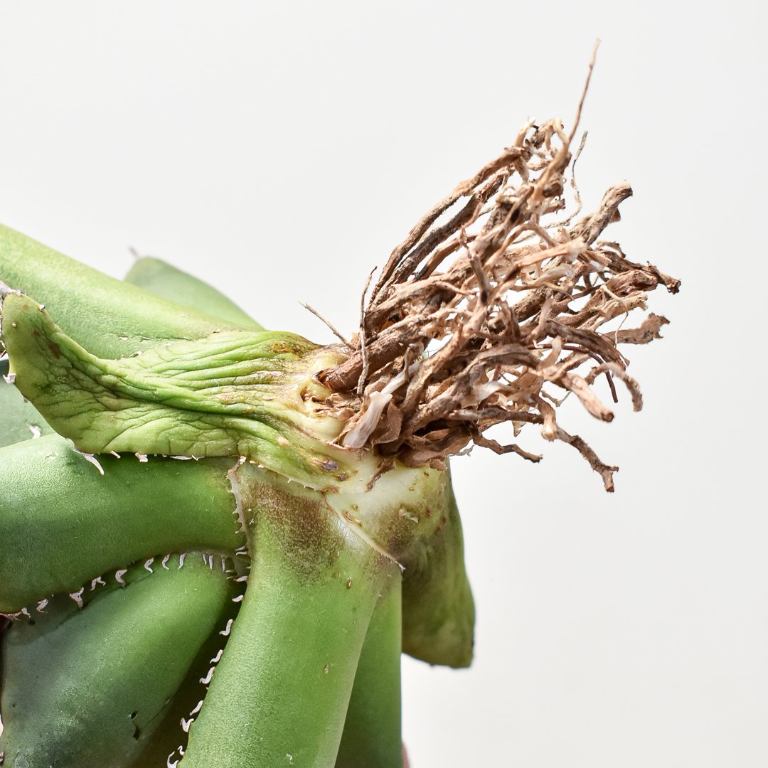 専用　US輸入株　アガベ　チタノタ　FO222　大かき仔　根あり　送料込み 2025年最新】アガベFO222の人気アイテム - メルカリ