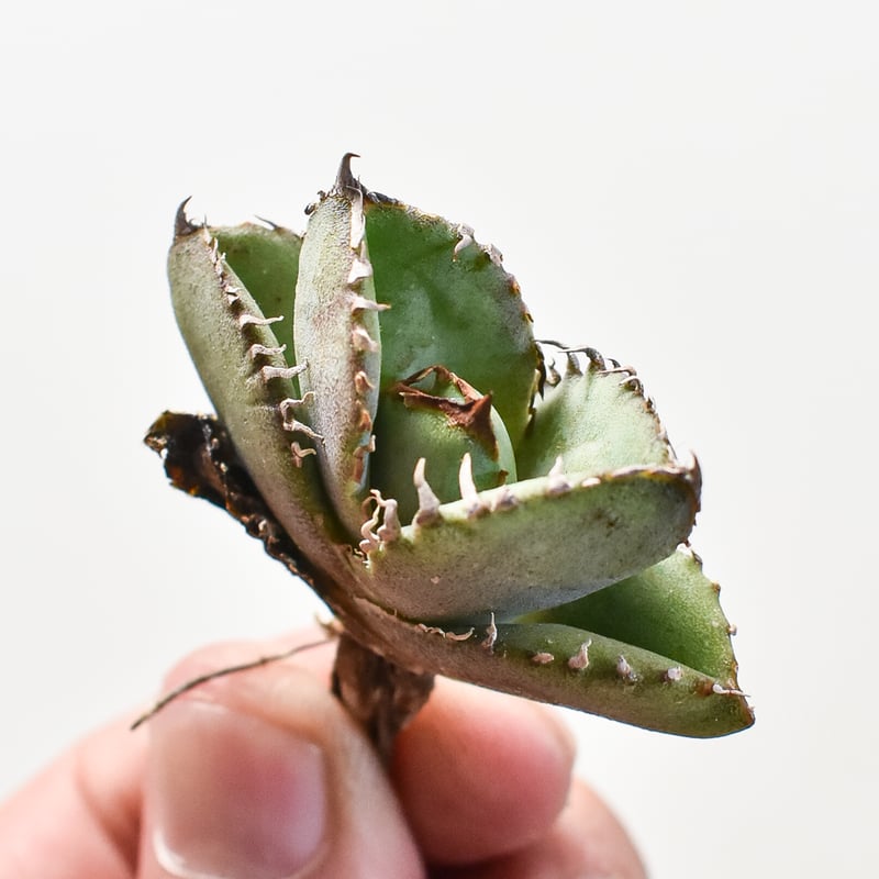 アガベ チタノタ 