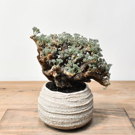 CATEGORY 塊根植物 | RAFLUM / ラフラム｜東京、大阪の塊根植物