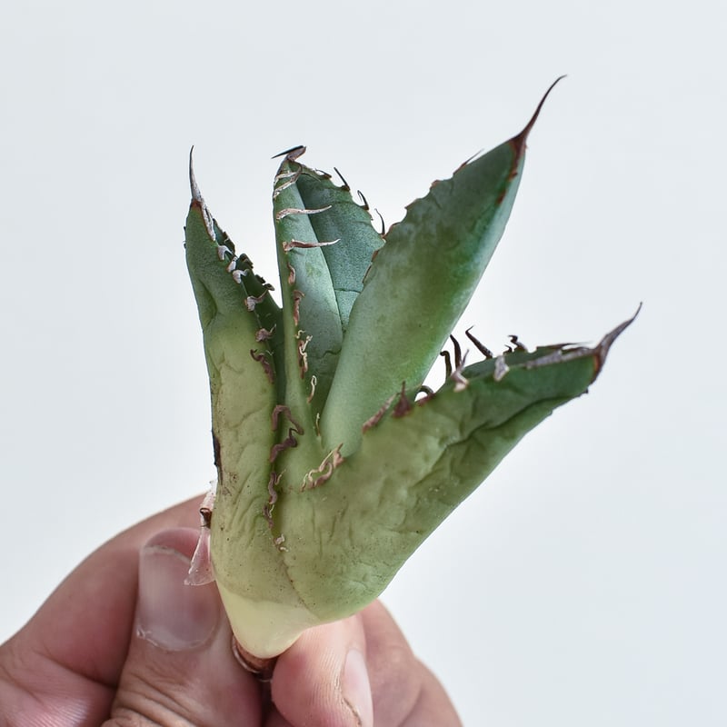 アガベ チタノタ 