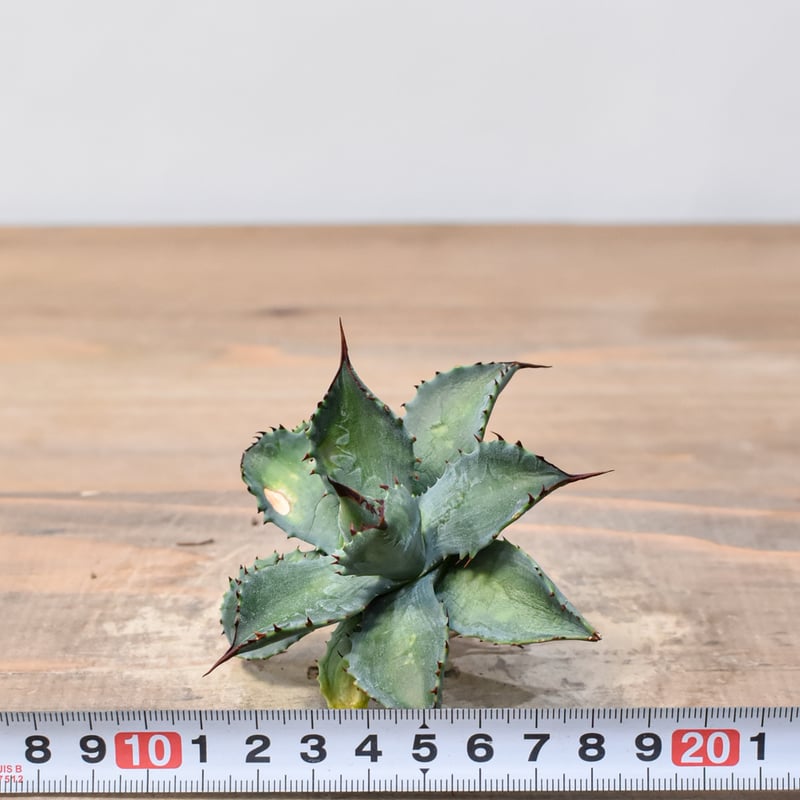 アガベ ハイブリット （パラサナ、イシスメンシス）× 曙光【台湾