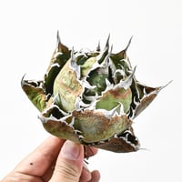 アガベ チタノタ “ボールタイプ白鯨”  "精品老白鯨”【台湾 dragon agave産/抜き苗/中株】G DG25010044(T)