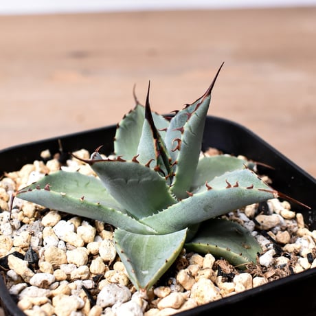 アガベ ハイブリット 曙光 ×（パラサナ、イシスメンシス）【台湾botanical_seeker産】C RF25011574