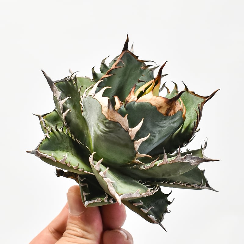 アガベ　オテロイ　有望株　送料込み 国内実生最高峰】アガベ オテロイ 