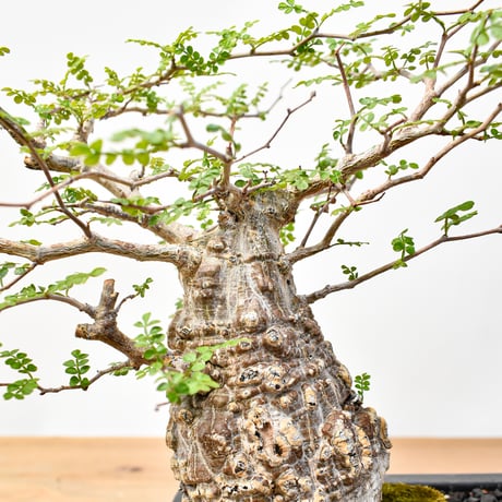 【“WACK” ON YOUR SIDE】オペルクリカリア パキプス WACK-A001