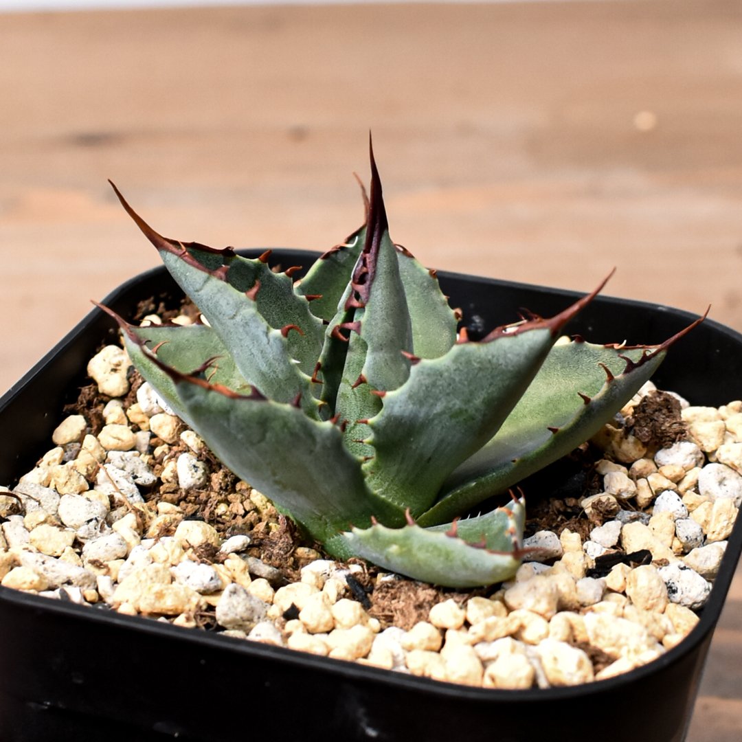 アガベ ハイブリット （パラサナ、イシスメンシス）× 曙光【台湾