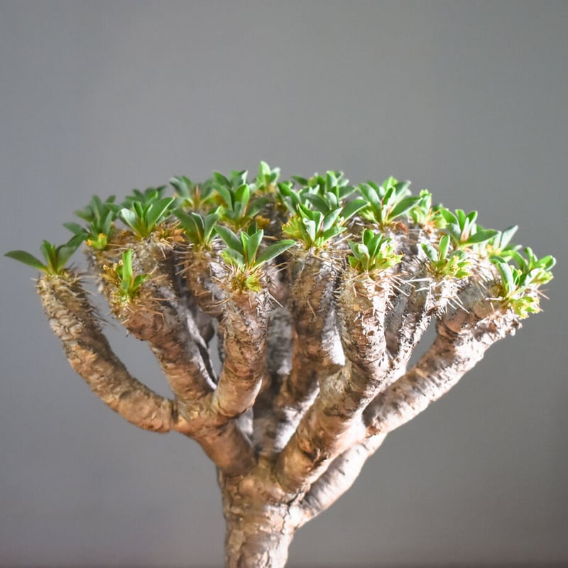 ユーフォルビア・ギラウミニアナ【イチ押し！希少な良型を厳選