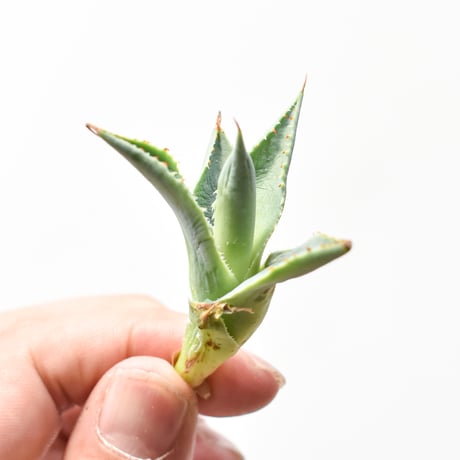 アガベ ハイブリット "A34" (特白肌怒雷神×妖炎) 【台湾huplants2010産/子株販売】