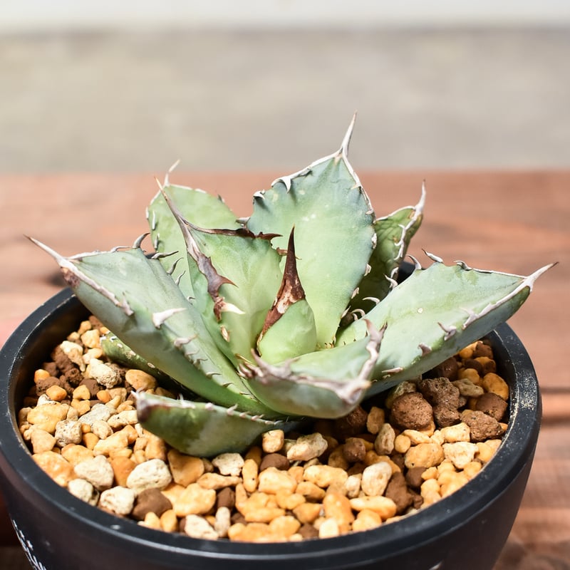 Agave titanota アガベ チタノタ 鳳凰 子株 ショップ 発根済 楽天市場