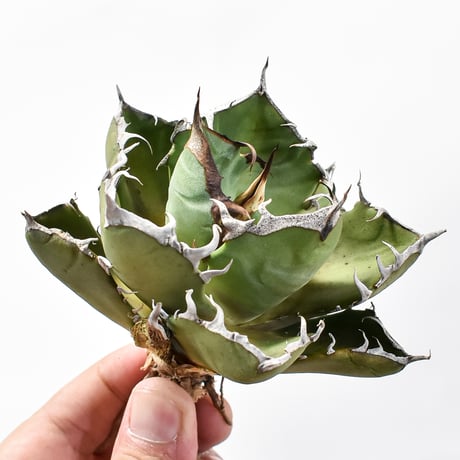 アガベピカチュウ | STORES