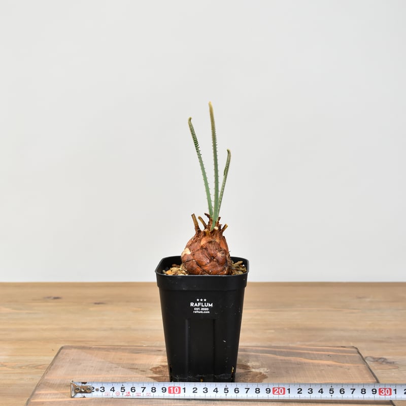 サイカス カイルンシアナ 【実生】RF25011357 | RAFLUM / ラフラム