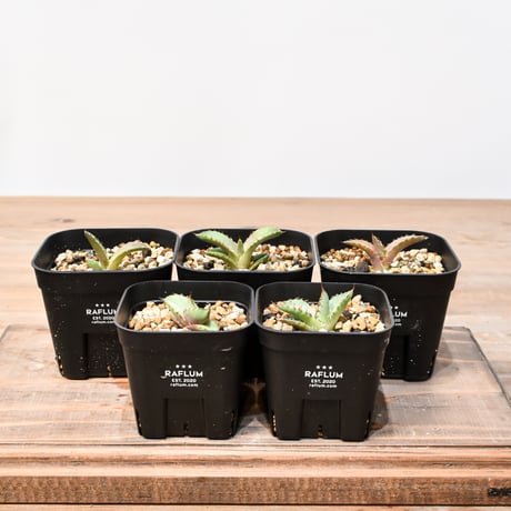 CATEGORY アガベ 実生苗 | RAFLUM / ラフラム｜東京、大阪の塊根植物