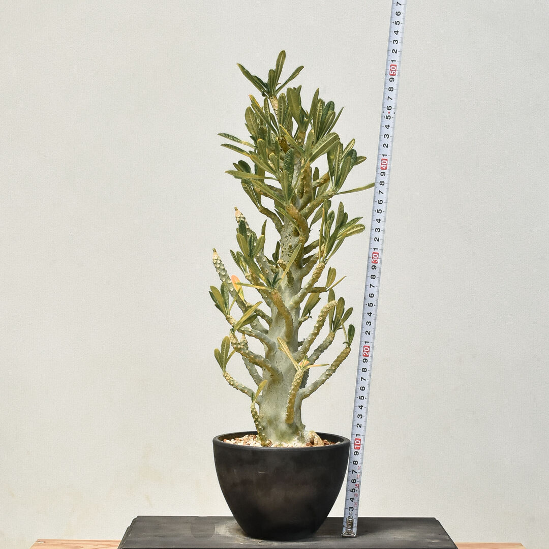 ドルステニアギガス（発根済） D.I.P.鉢付き 楽天市場】（多肉植物）一点物 ドルステニア ギガス 5号 発根