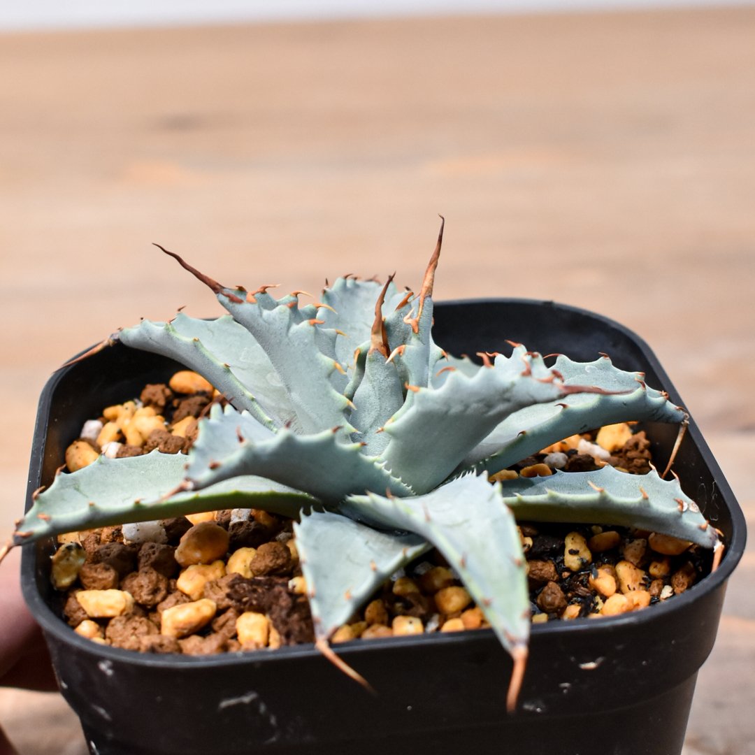 アガベhyb パライシ中株& 【陽炎】エボリスピナ アガベ ハイブリット 日系イシスメンシス×象牙妖炎（陽炎エボリ