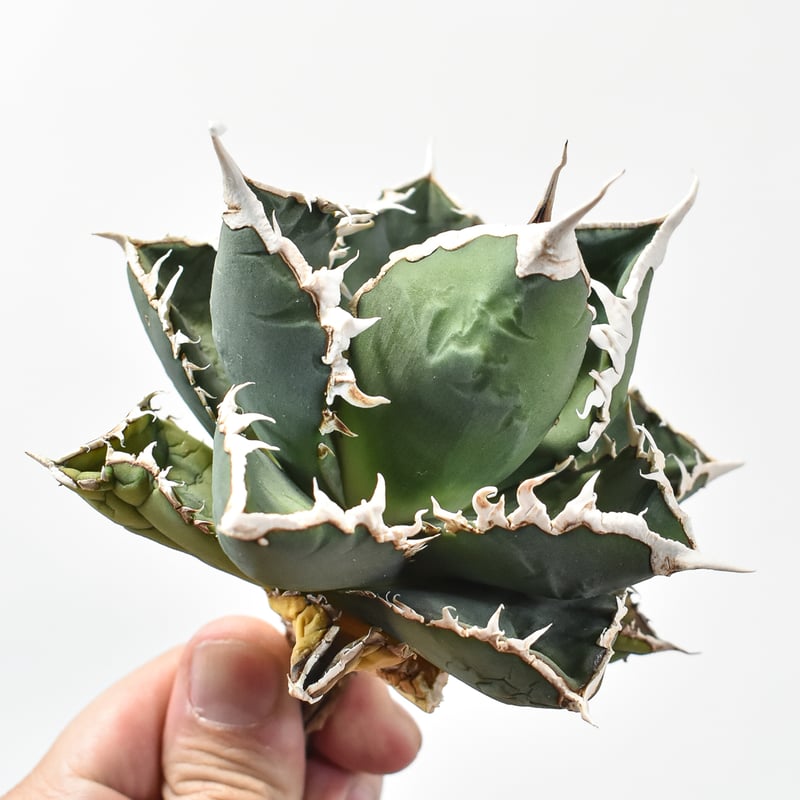 Agave アガベ  チタノタ　
剣竜親株 アガベ チタノタ オアハカ Agave titanota Oaxaca 13 | Mellow