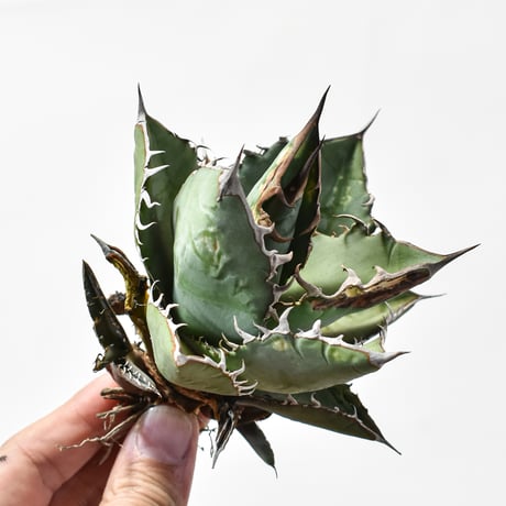 アガベチタノタオテロイ | STORES