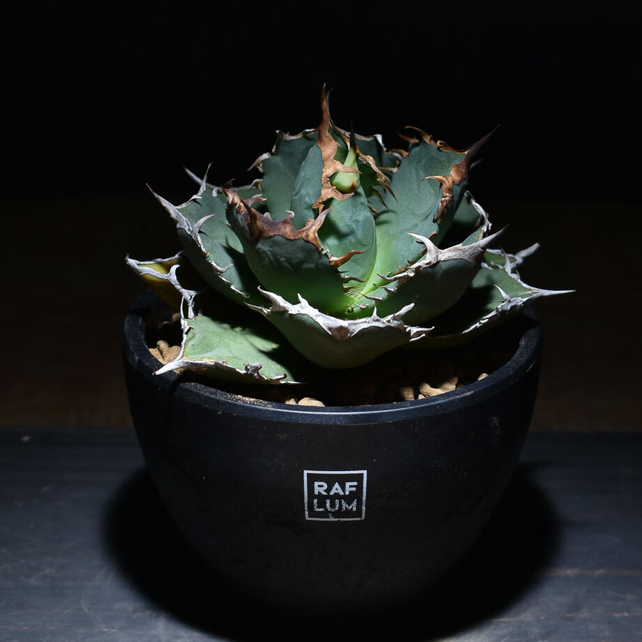 アガベ チタノタ 