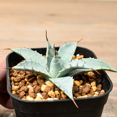 アガベ ハイブリット 日系イシスメンシス×象牙妖炎（陽炎エボリ）【台湾botanical_seeker産】RF25011372