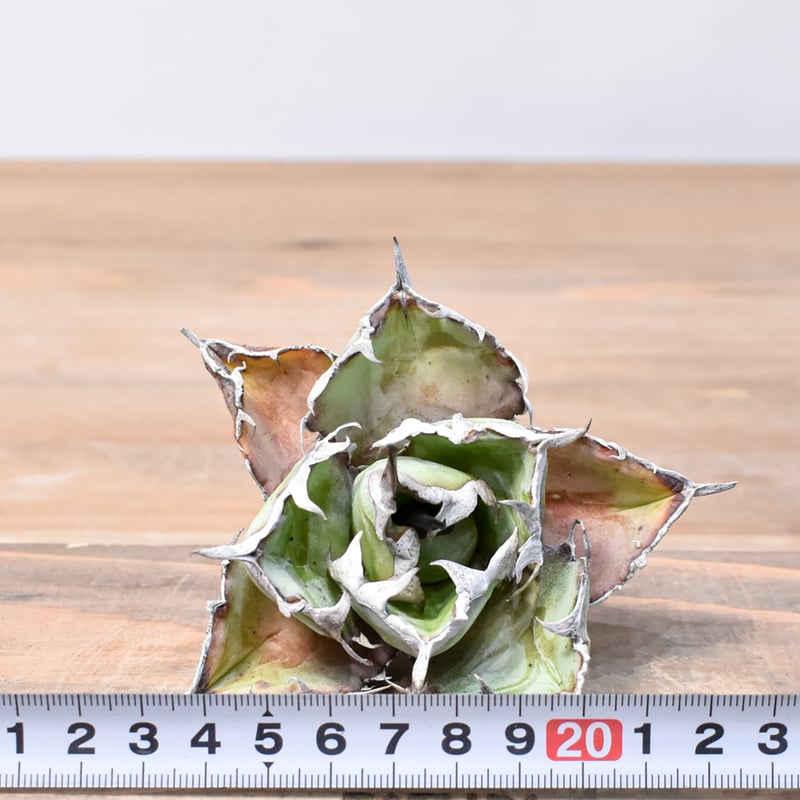 アガベ チタノタ ブラックアンドブルー / BB 藍球 【台湾 dragon