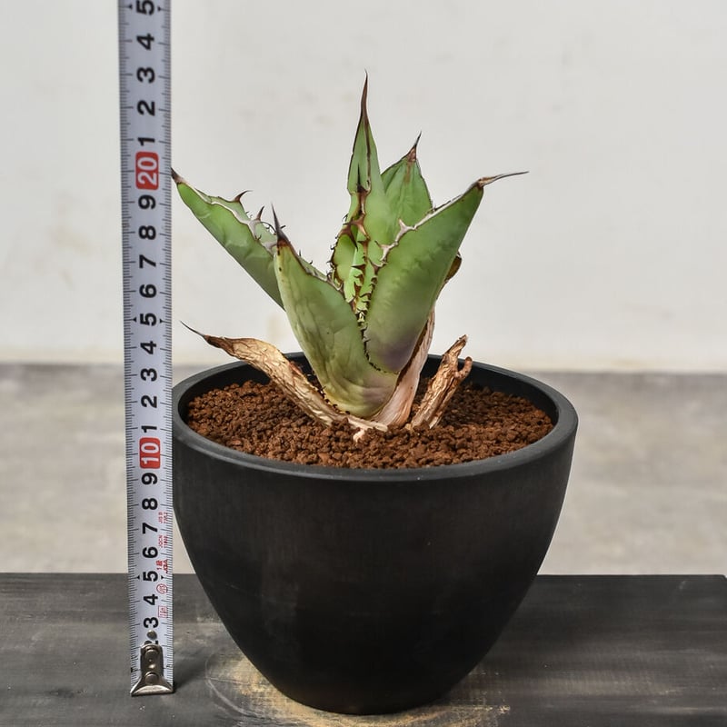 アガベ チタノタ 