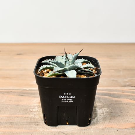 アガベ ハイブリット 日系イシスメンシス×象牙妖炎（陽炎エボリ）【台湾botanical_seeker産】RF25011378