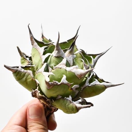 チタノタハデス | STORES