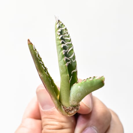 アガベ チタノタ "麻花"【台湾huplants2010産/子株販売】RF25011622