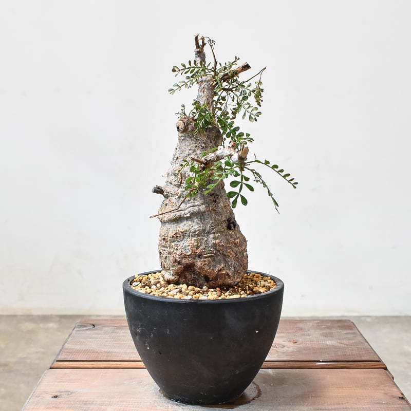 オペルクリカリア パキプス 【発根済み】HK2402395(T) | RAFLUM / ラフ