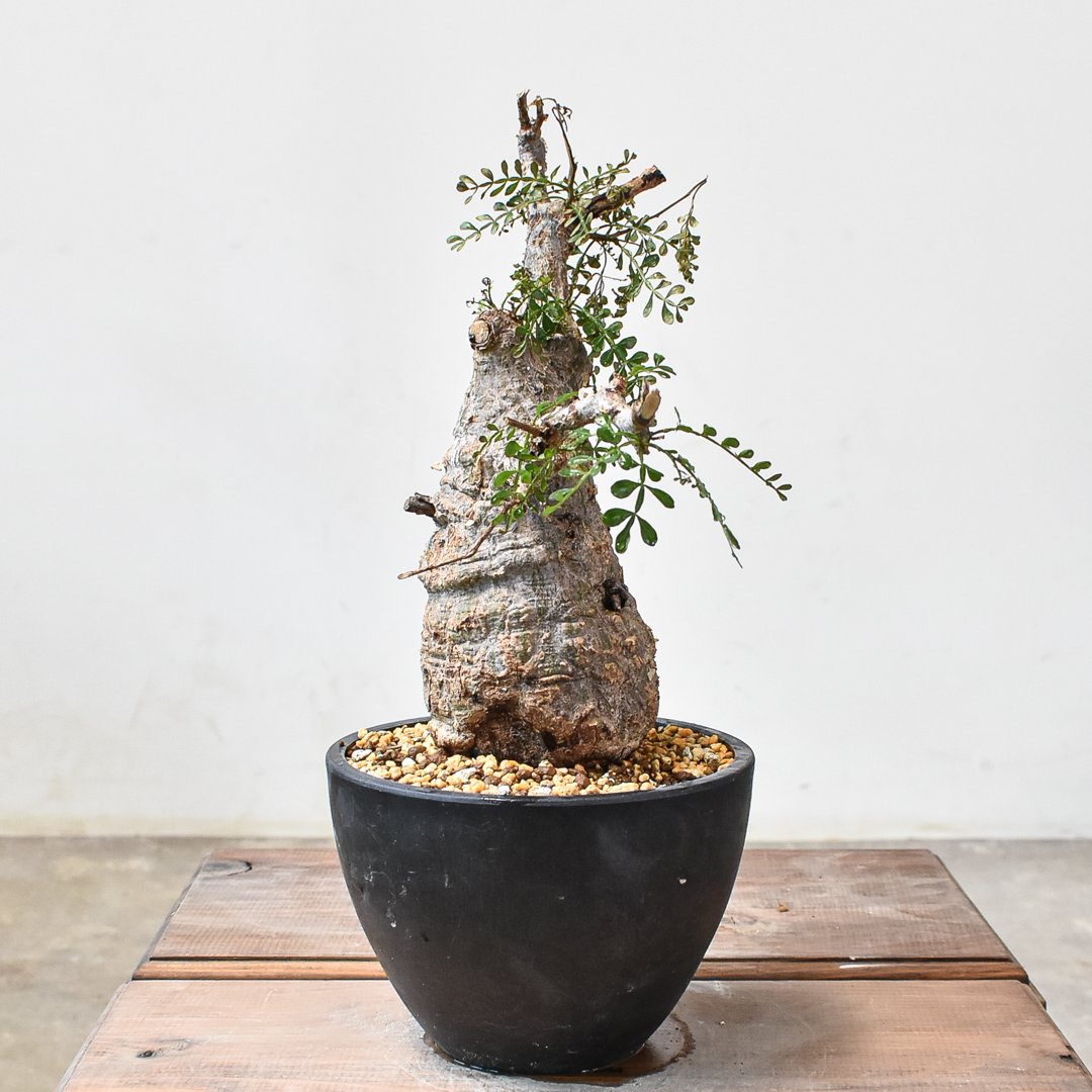 オペルクリカリア パキプス 【発根済み】HK2402395(T) | RAFLUM / ラフ