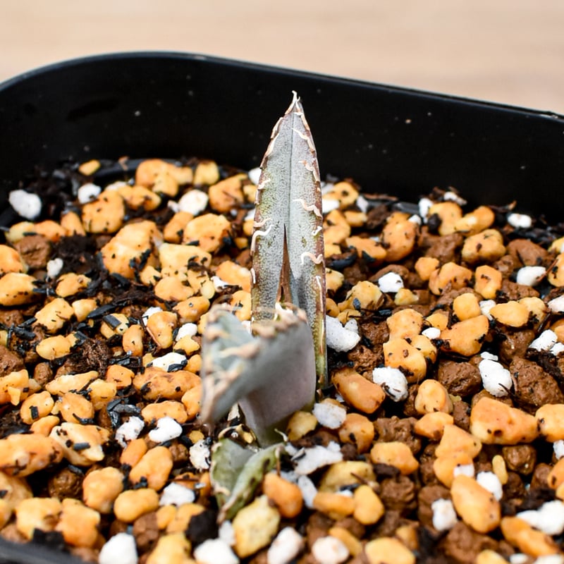 RAFLUM育成株 5個セット】アガベ Uriel oteroi seeding / ウリエ