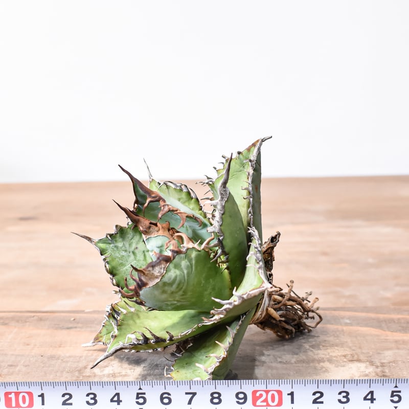 アガベ チタノタ 