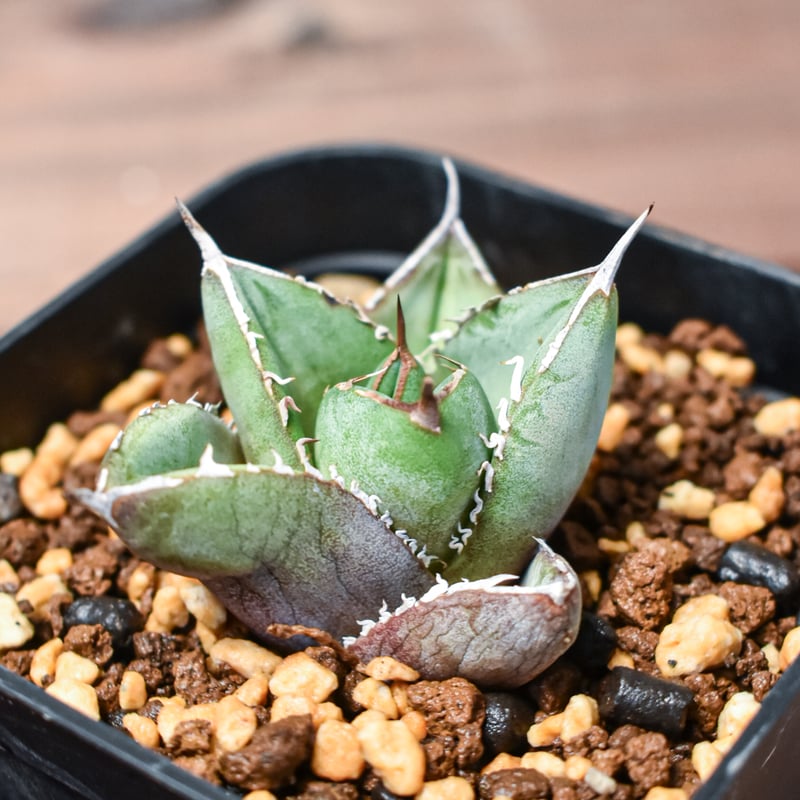 アガベ チタノタ ハデス 親株 Yahoo!オークション - 【親株放出】アガベ チタノタ ハデス 陽炎