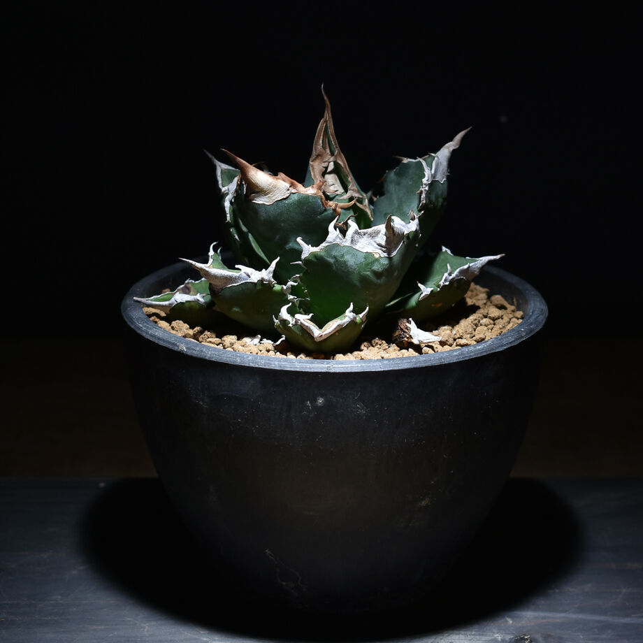 アガベ チタノタ ホワイトファイヤー 