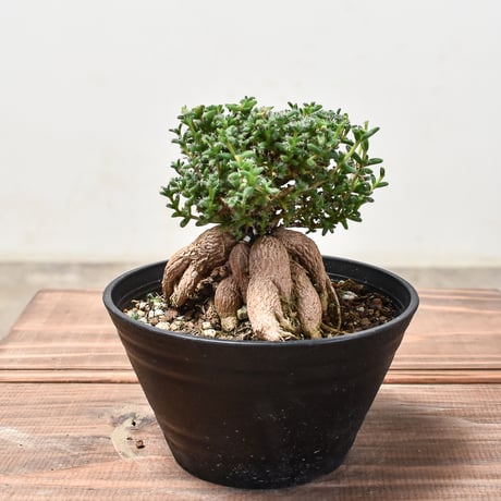 trichodiademabulbosu | STORES