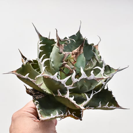 親株出品　アガベ　チタノタ　小鳥白刺 小島白刺 | STORES