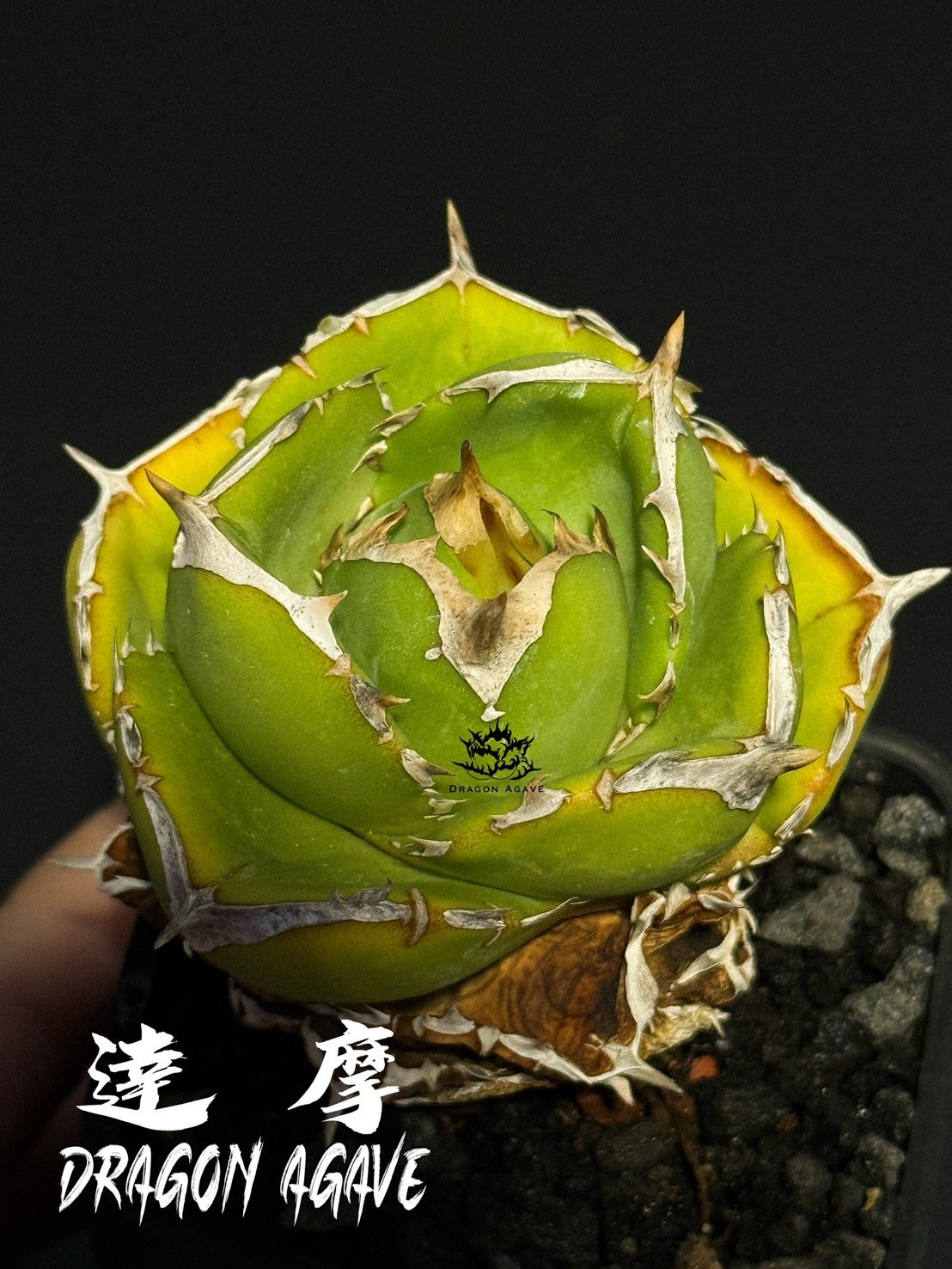 アガベ チタノタ 