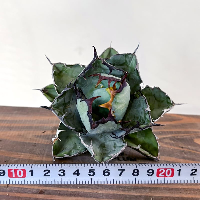 希少 6月入荷 10粒 ブルセラ アリダ ダークオレンジ 種子 種証明書あり11 希少 6月入荷 10粒 ブルセラ アリダ ダークオレンジ 種子 種証明