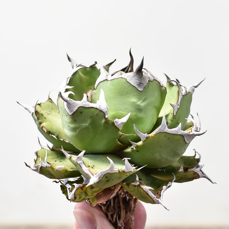 アガベ チタノタ ドワーフ / 姫厳竜 