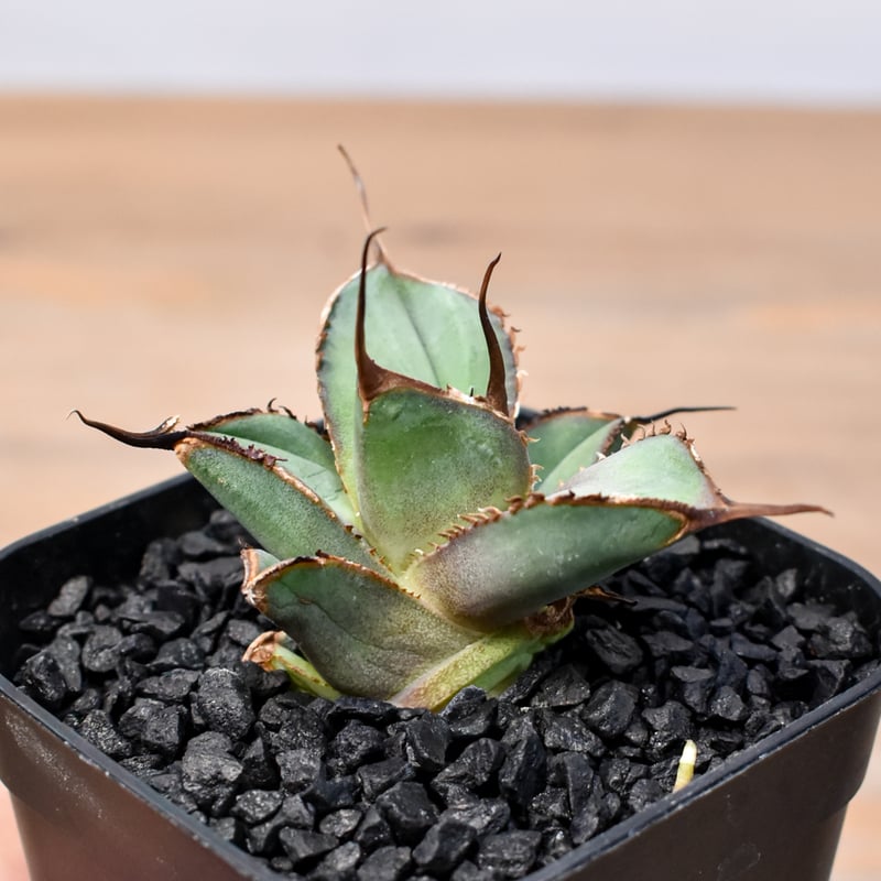 アガベ　SAD 大株　子株付き チタノタsad | STORES