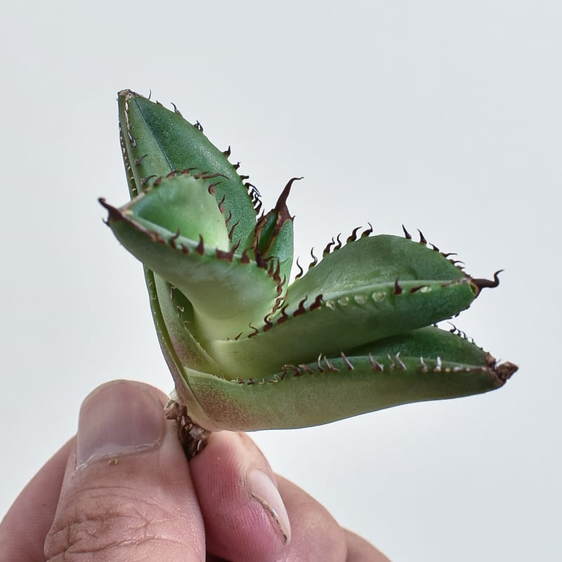 cj plants産 CJ 胖鯨 大株 アガベ チタノタ