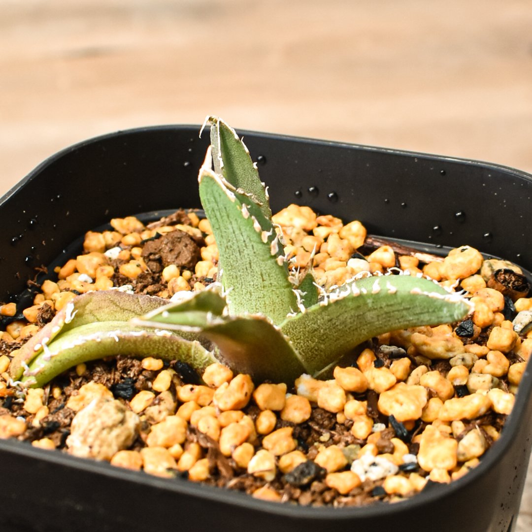 アガベ チタノタ 