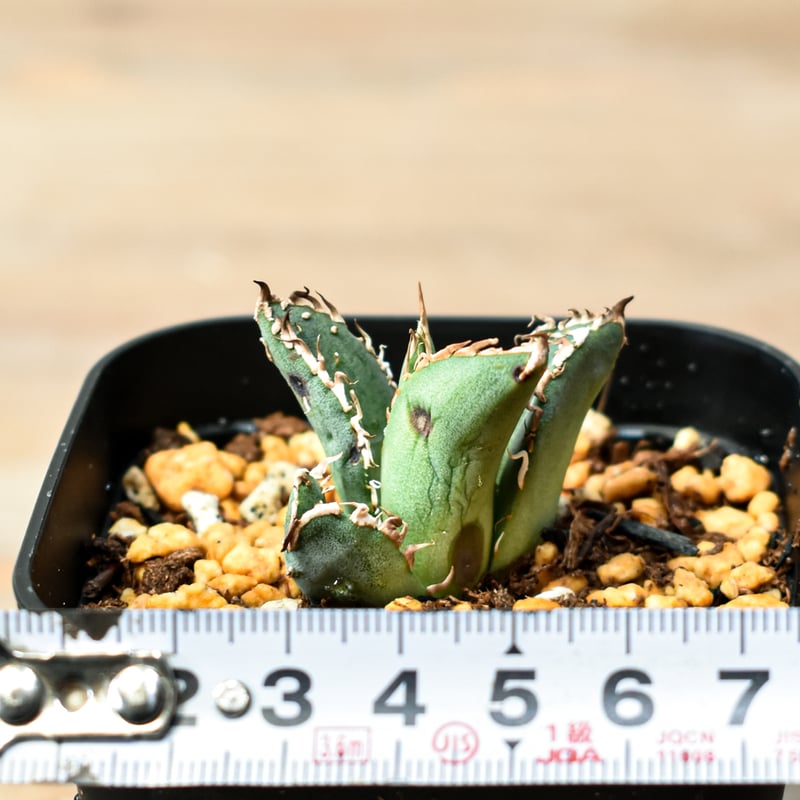 アガベ チタノタ 