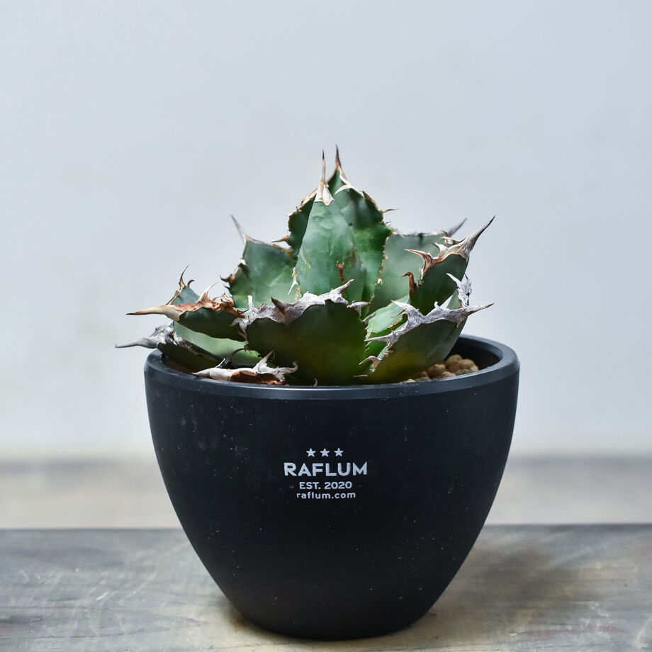 アガベ チタノタ 