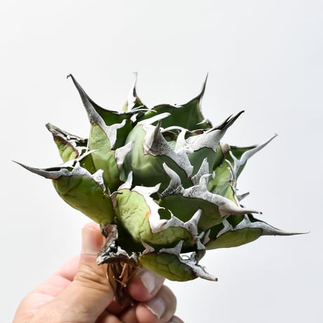 【良血統】【中株】アガベ　ハデス アガベ・チタノタ ハデス (黒帝斯) 大-034｜agave titanota