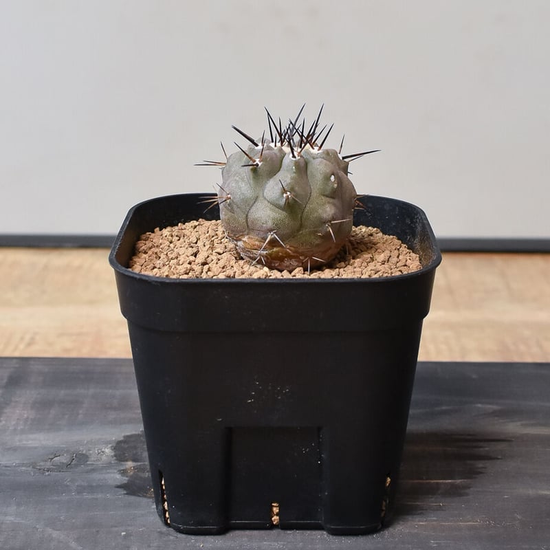 黒*兎様 コピアポア　シネレア　黒王丸　「速達」 コピアポア シネレア 