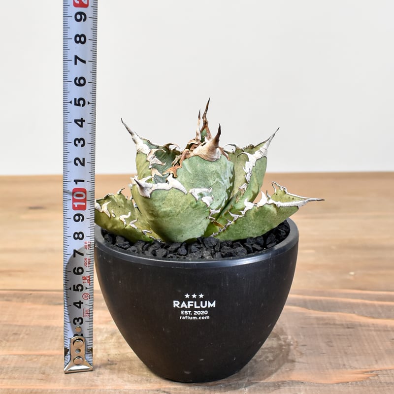 アガベ チタノタ ソーラーエクリプス 