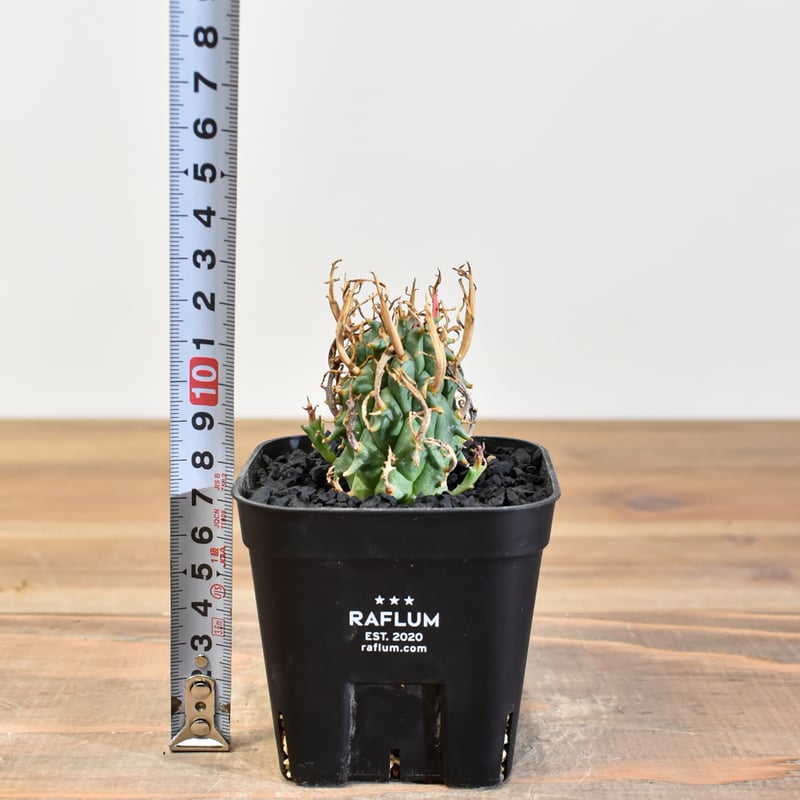 ユーフォルビア スコエンランディ 